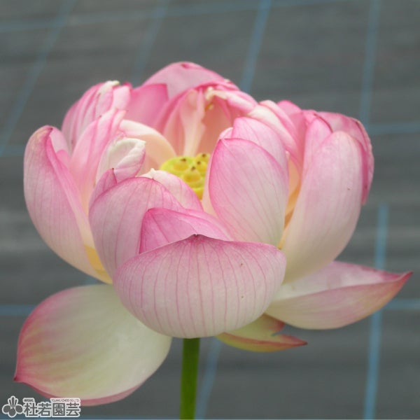 天驕（てんきょう）