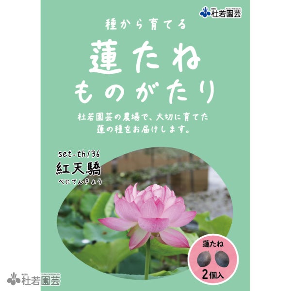 5袋までメール便対応】蓮たねものがたり-火炬（かきょ）B-7【中型種
