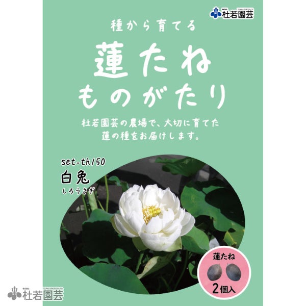 蓮（ハス）の種子の通販（販売） | 杜若園芸WEBショップ｜水草の生産