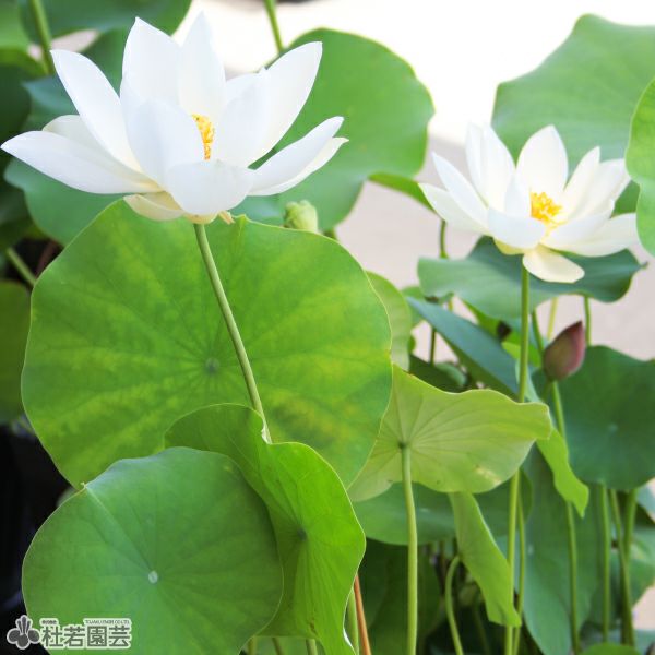 ★特選一連★在庫一連のみ☆激レア✳︎超希少【12個付✳︎水蓮花緑龍紋天珠連】❤️ 5袋までメール便対応】蓮たねものがたり-春水緑波（しゅんすいへきは