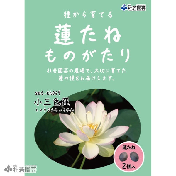 桃蓮玉 アウトレット品】蓮型ローソク『蓮玉ローソク 【ピンク】1個入[燃焼34