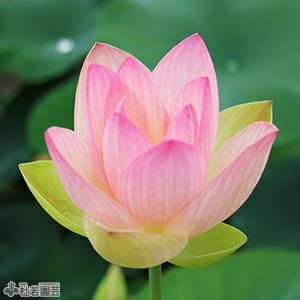 小三色蓮（しょうさんしょくれん）