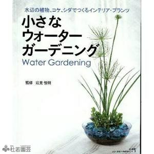 水生植物】 オオオニバスの種 5粒入り | 杜若園芸WEBショップ｜水草の