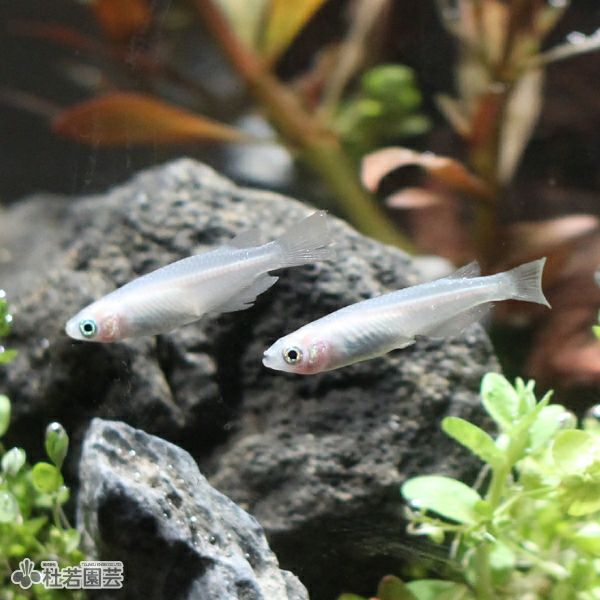 白メダカ | 杜若園芸WEBショップ｜水草の生産販売【通販ショップ】