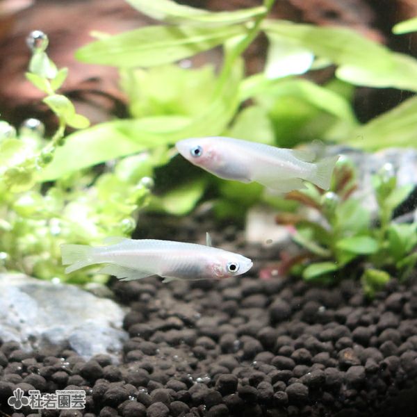 白メダカ | 杜若園芸WEBショップ｜水草の生産販売【通販ショップ】