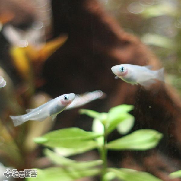 白メダカ | 杜若園芸WEBショップ｜水草の生産販売【通販ショップ】