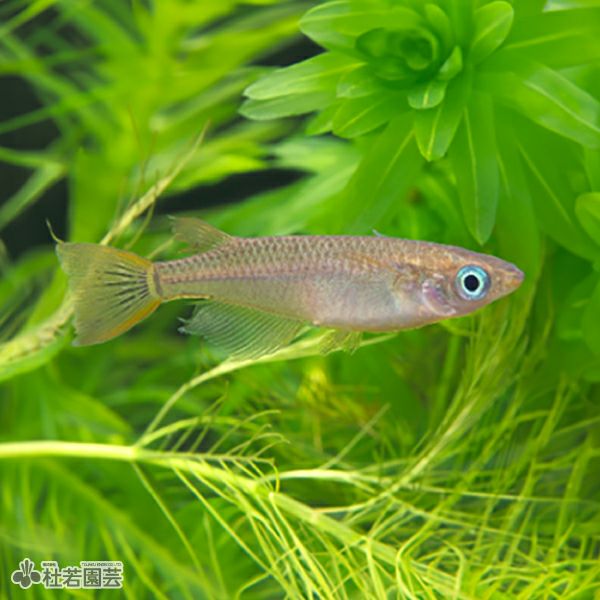 マングローブ系 流木 Sサイズ | 杜若園芸WEBショップ｜水草の生産販売