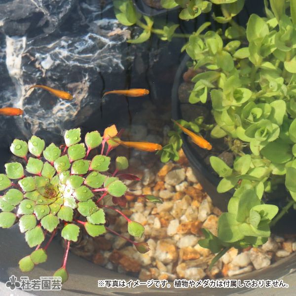 水をキレイにする石 2L | 杜若園芸WEBショップ｜水草の生産販売【通販