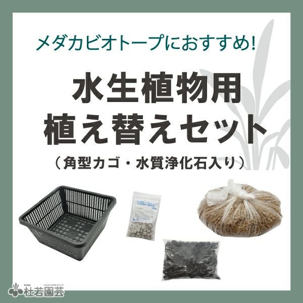 寒さに強い水草特集｜株式会社 杜若園芸