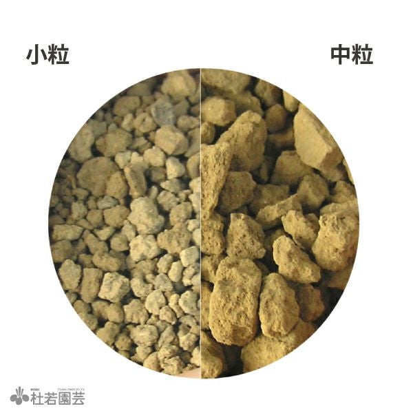 ワケアリ 小④ 品種不明シダ 楽天市場】 庭木 > 入荷の少ない珍しい品種 > 熱帯性植物 > シダ類