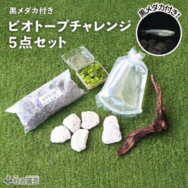 メダカビオトープにおすすめ！】黒メダカ付き ビオトープチャレンジ5点