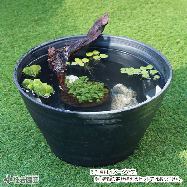 メダカビオトープにおすすめ!】黒メダカ付き ビオトープチャレンジ5点 メダカビオトープにおすすめ!】黒メダカ付き ビオトープチャレンジ5点
