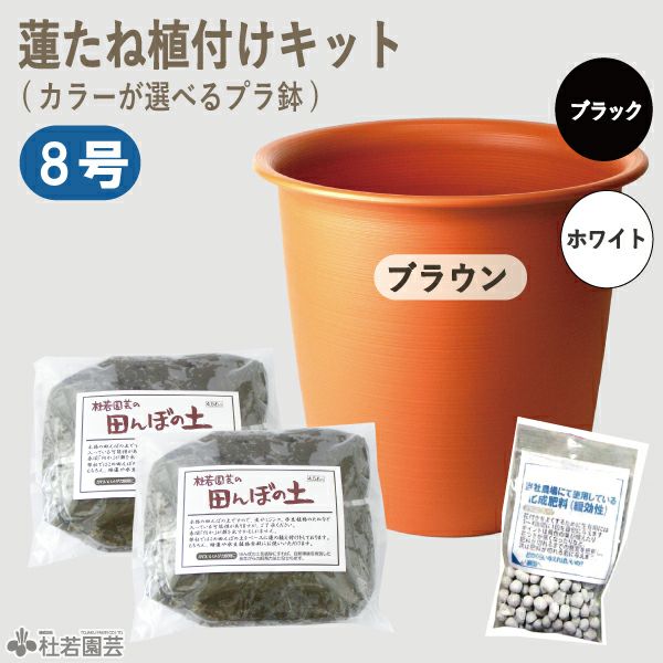 蓮たね植付けキット(プラ鉢) | 杜若園芸WEBショップ｜水草の生産販売