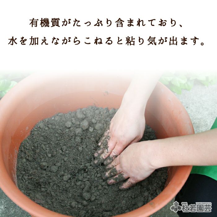 蓮たね植付けキット(プラ鉢) | 杜若園芸WEBショップ｜水草の生産販売