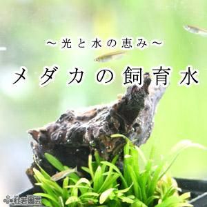 メダカの飼育・繁殖におすすめ！】ジャンボタライ 60リットル | 杜若 