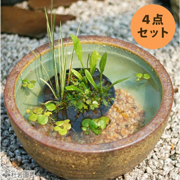 ビオトープのセット | 杜若園芸WEBショップ｜水草の生産販売【通販