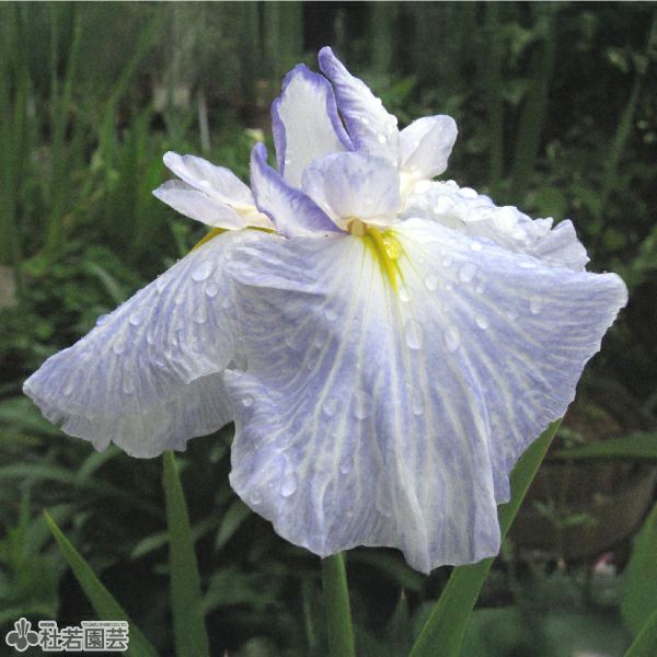ハナショウブ 夢の羽衣(ユメノハゴロモ) 【花菖蒲、花しょうぶ