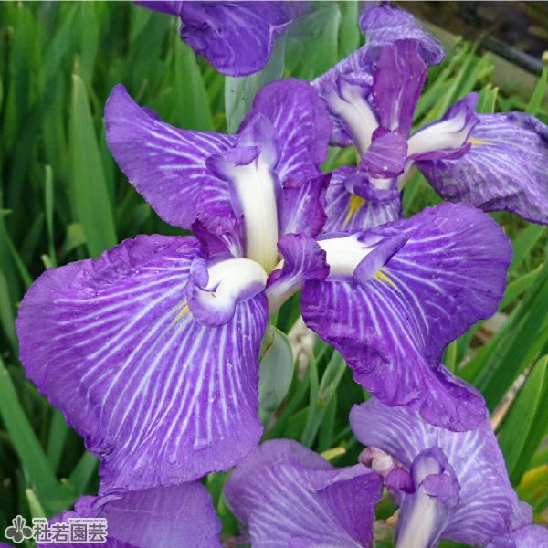 ハナショウブ 和田津海(ワダツミ) 【花菖蒲、花しょうぶ】 | 杜若園芸