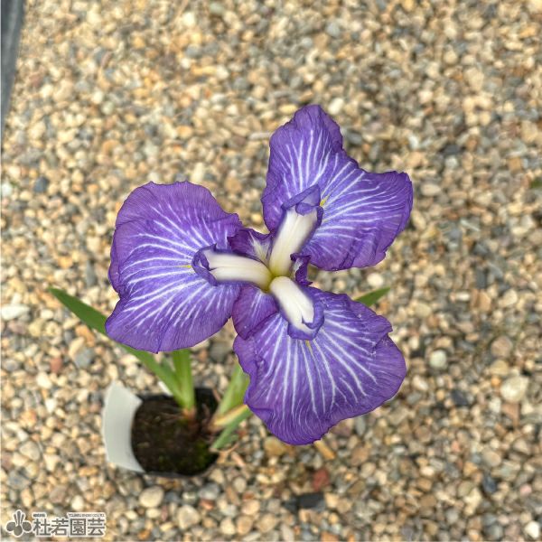ハナショウブ 和田津海(ワダツミ) 【花菖蒲、花しょうぶ】 | 杜若園芸