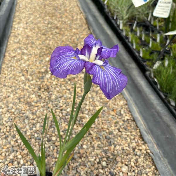 ハナショウブ 和田津海(ワダツミ) 【花菖蒲、花しょうぶ】 | 杜若園芸