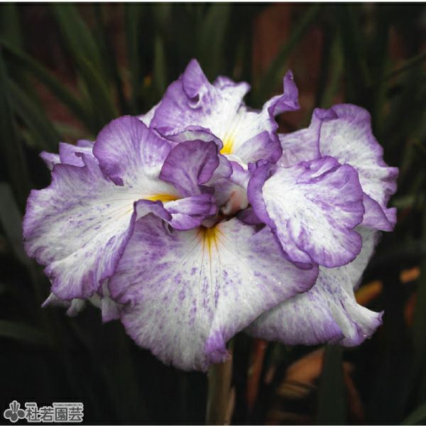 花菖蒲『夢の羽衣』抜き苗1株（4芽) ハナショウブ 夢の羽衣(ユメノハゴロモ) 【花菖蒲、花しょうぶ