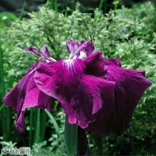 ハナショウブ 紅半夏(ベニハンゲ) 【花菖蒲、花しょうぶ】 | 杜若園芸