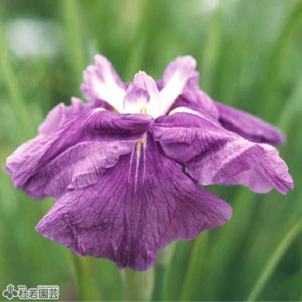 花しょうぶ(ハナショウブ)希少品種の通販（販売） | 杜若園芸WEB