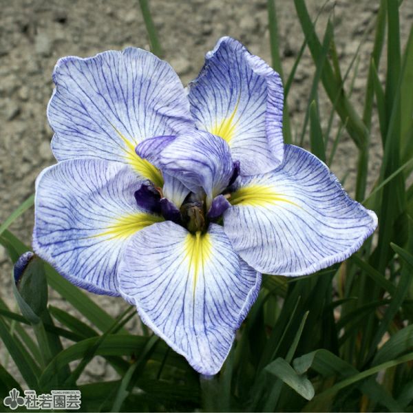 ご確認用 花菖蒲2種類セット 2026】東京の「菖蒲園」6選！花菖蒲の名所を一挙紹介、見ごろや