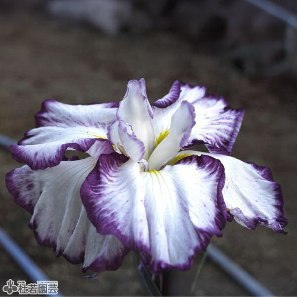 花しょうぶ(ハナショウブ)希少品種の通販（販売） | 杜若園芸WEB