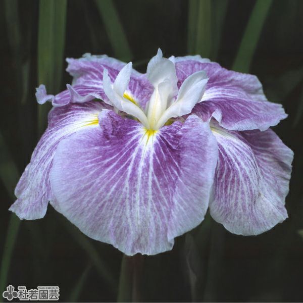 ハナショウブ 夢の羽衣(ユメノハゴロモ) 【花菖蒲、花しょうぶ