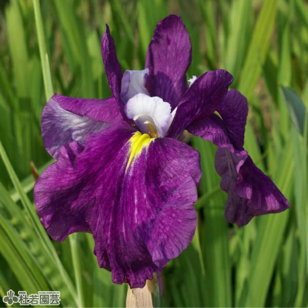 ハナショウブ 玉手箱(タマテバコ) 【花菖蒲、花しょうぶ】 | 杜若園芸