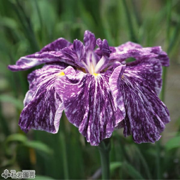 花しょうぶ(ハナショウブ)希少品種の通販（販売） | 杜若園芸WEB