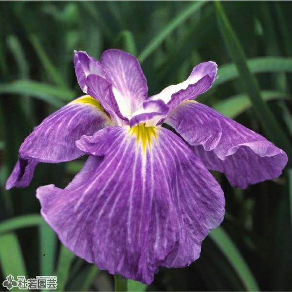 ハナショウブ 五色の珠(ゴシキノタマ) 【花菖蒲、花しょうぶ】 | 杜若