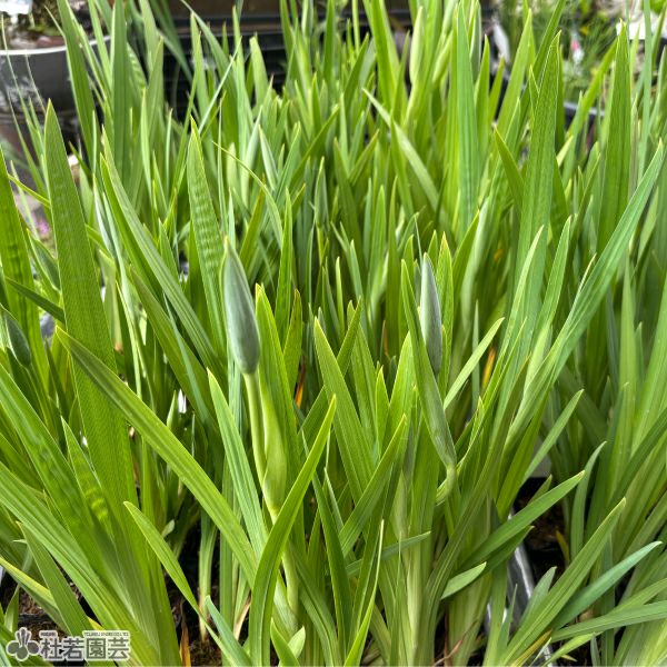 ハナショウブ 五色の珠(ゴシキノタマ) 【花菖蒲、花しょうぶ】 | 杜若