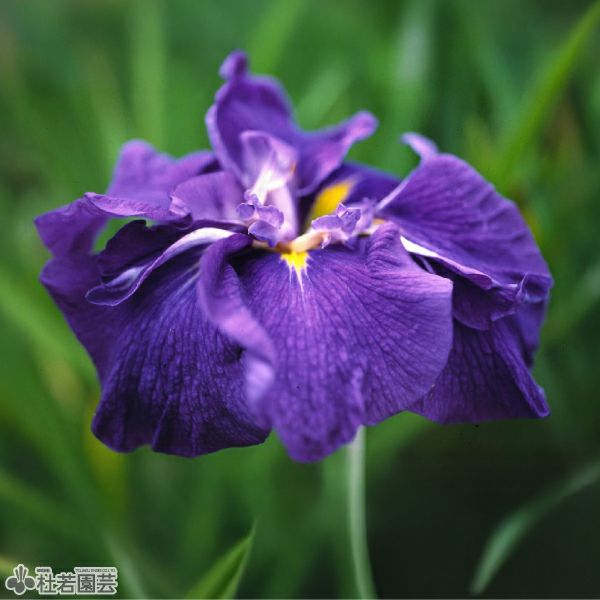 ハナショウブ 乙夜の覧(オトヨノラン) 【花菖蒲、花しょうぶ】 | 杜若