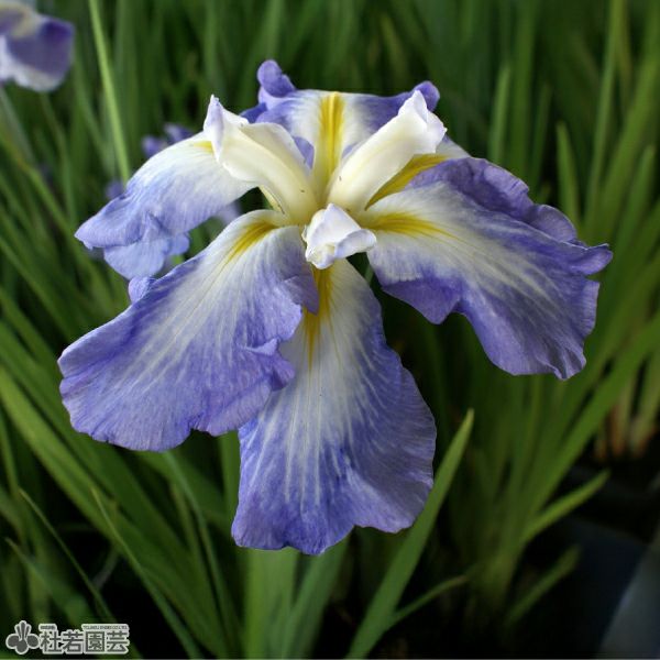 ハナショウブ オーシャンミスト 【花菖蒲、花しょうぶ】 | 杜若園芸WEB