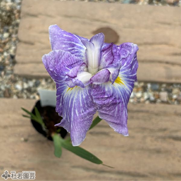 ハナショウブ 朝日空(アサヒゾラ) 【花菖蒲、花しょうぶ】 | 杜若園芸