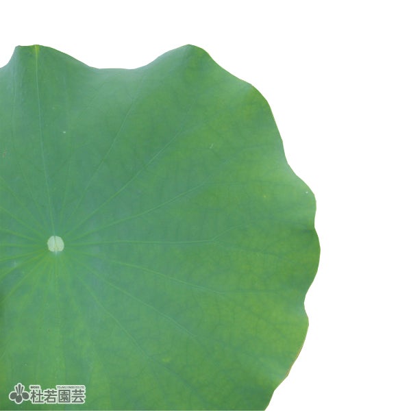 蓮の葉 【切花】 | 杜若園芸WEBショップ｜水草の生産販売【通販ショップ】