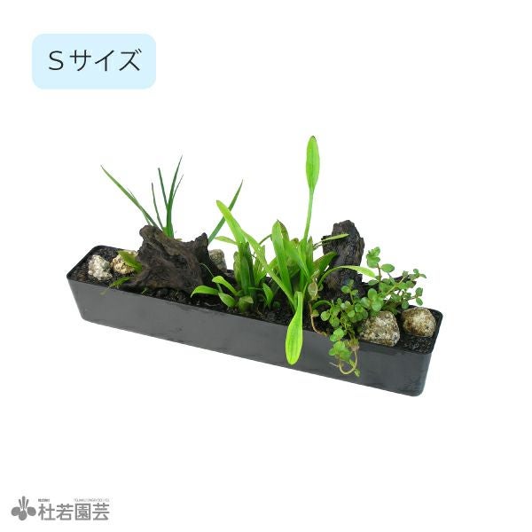 水中横長アレンジ デラックス S | 杜若園芸WEBショップ｜水草の生産