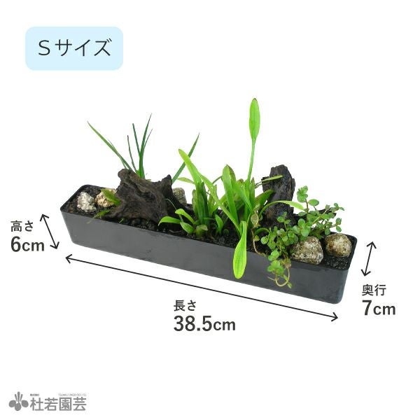 水中横長アレンジ デラックス S | 杜若園芸WEBショップ｜水草の生産