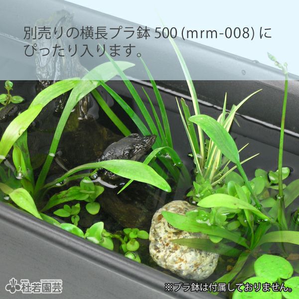 水中横長アレンジ デラックス S | 杜若園芸WEBショップ｜水草の生産