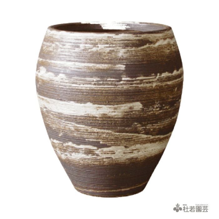Stratus Long [ストラトス ロング] S | 杜若園芸WEBショップ｜水草の