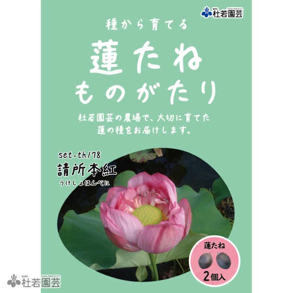 5袋までメール便対応】蓮たねものがたり-原始蓮（げんしはす）【大型種