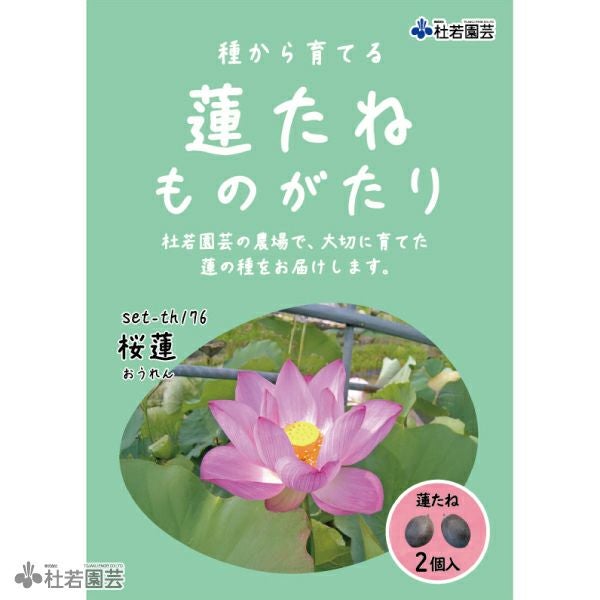 蓮（ハス）の種子の通販（販売） | 杜若園芸WEBショップ｜水草の生産