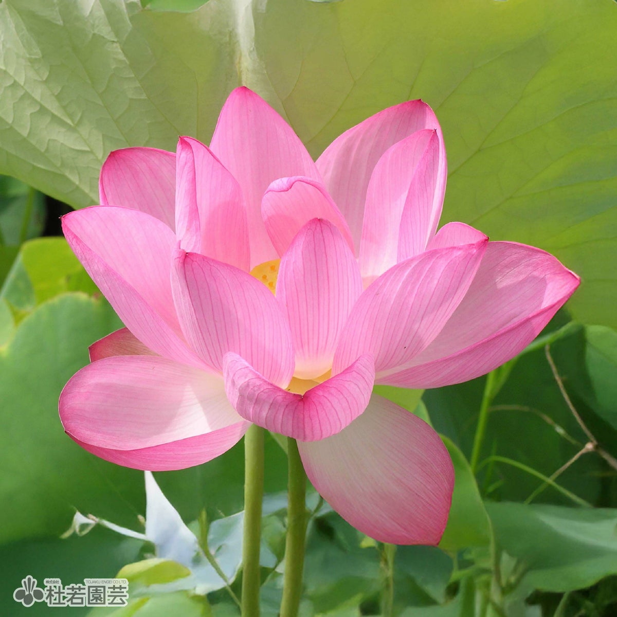 桜蓮（おうれん)