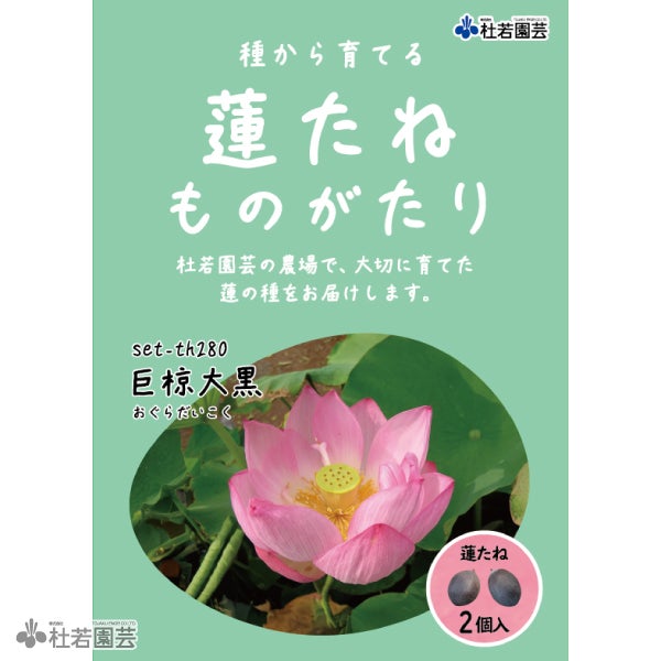 5袋までメール便対応】蓮たねものがたり-巨椋大黒(おぐらだいこく