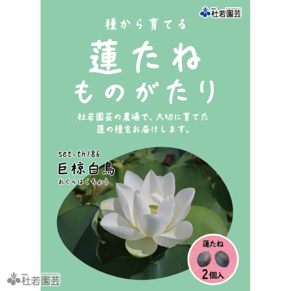 5袋までメール便対応】蓮たねものがたり-中日友誼蓮(ちゅうにちゆうぎ