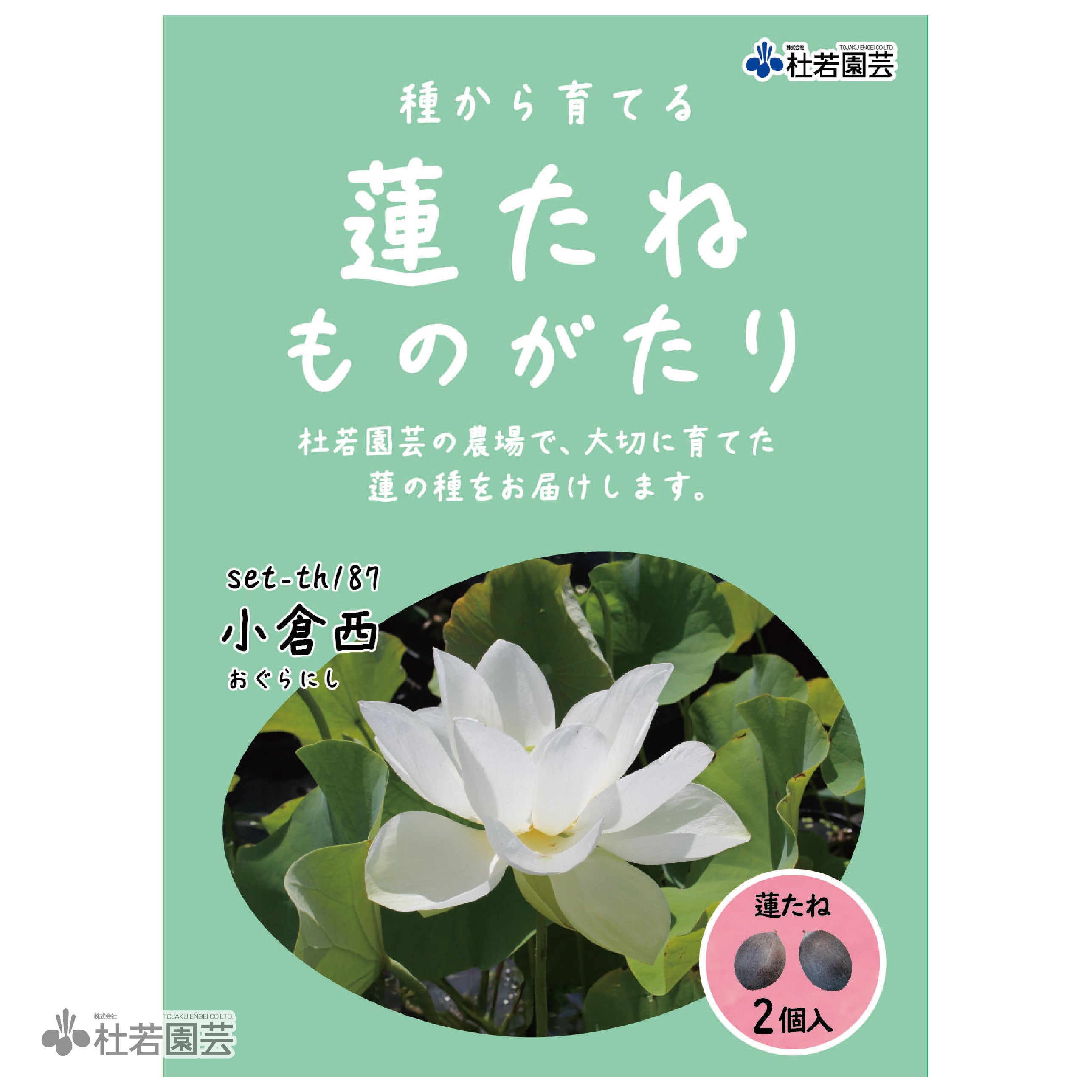 蓮（ハス）の種子の通販（販売） | 杜若園芸WEBショップ｜水草の生産