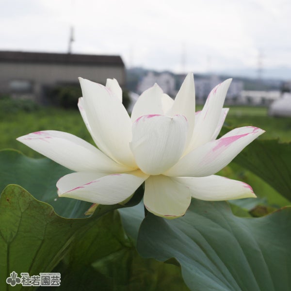 5袋までメール便対応】蓮たねものがたり-巨椋斑（おぐらまだら）【大型