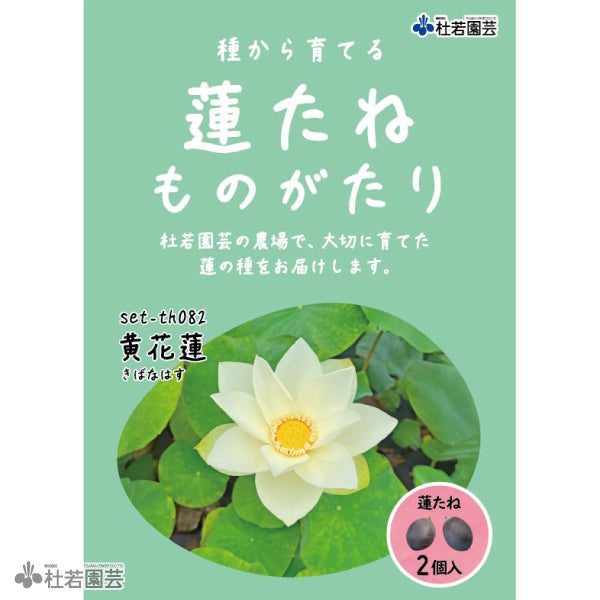 5袋までメール便対応】蓮たねものがたり-上野不忍池（うえのしのばずの